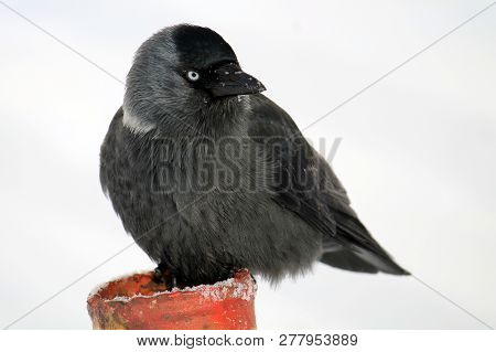 Western Jackdaw Or Coloeus Monedula (syn. Corvus Monedula) In Winter, Belarus