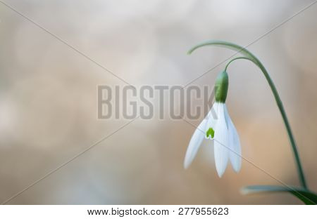 snow drop early spring white wild flower, background. Galanthus nivalis is blooming during winter and one of the first wildflowers of the year.