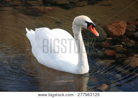 Snow White Swan Swimming In The Pond And Reflection Of Blue Sky In The Water