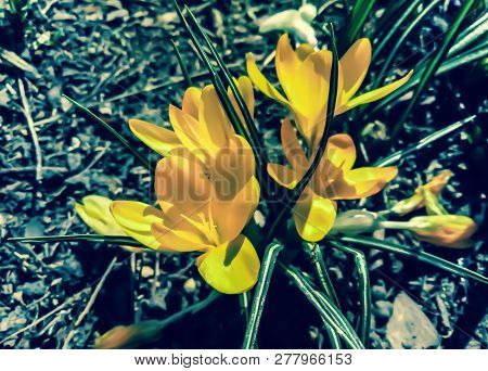 Beautiful Yellow Crocus Flower Blooms In Spring