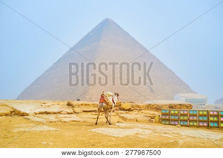 The Lonely Camel Stands At The Lighting Equipment For The Night Show And The Khufu Pyramid On The Ba