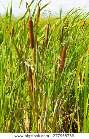 Common Bulrush (typha Latifolia) Or Broadleaf Cattail