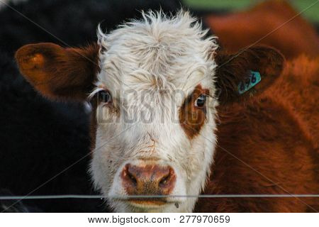 Cow On Farm Looking To Camera, In Methven, South Island, New Zealand