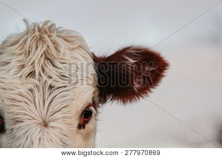 Part Of Cow Head, Animal Face Looking Into Camera