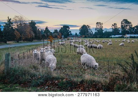 Typical Flock Of Sheep On A Field In New Zealand