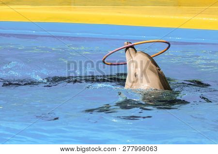 Black Sea Bottlenose Dolphin Turns The Hoop In The Pool