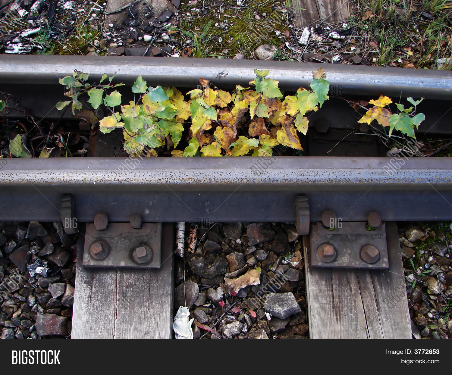 Image Preview