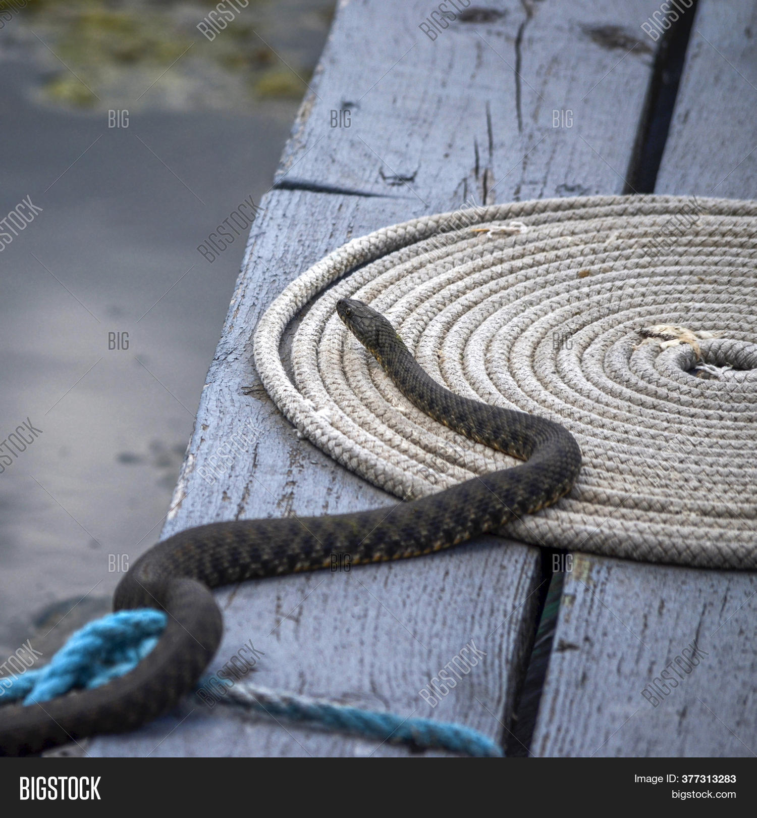 Snake On Twisted Rope Image & Photo (Free Trial) Bigstock