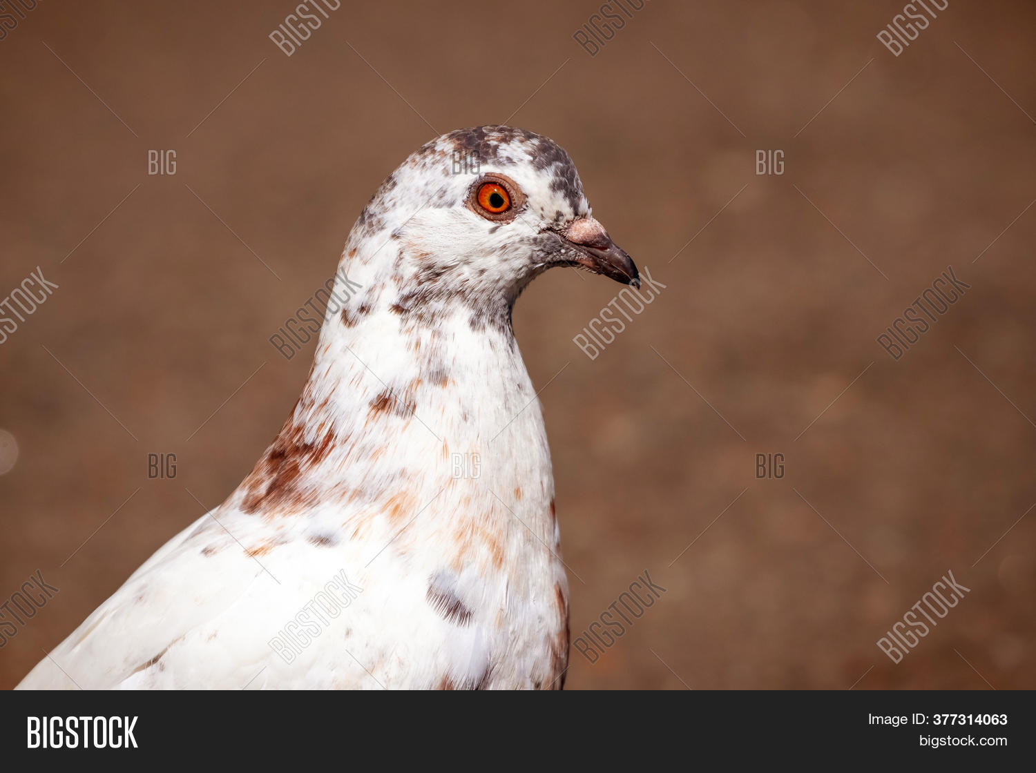 White Spotted Pigeon Image & Photo (Free Trial) Bigstock