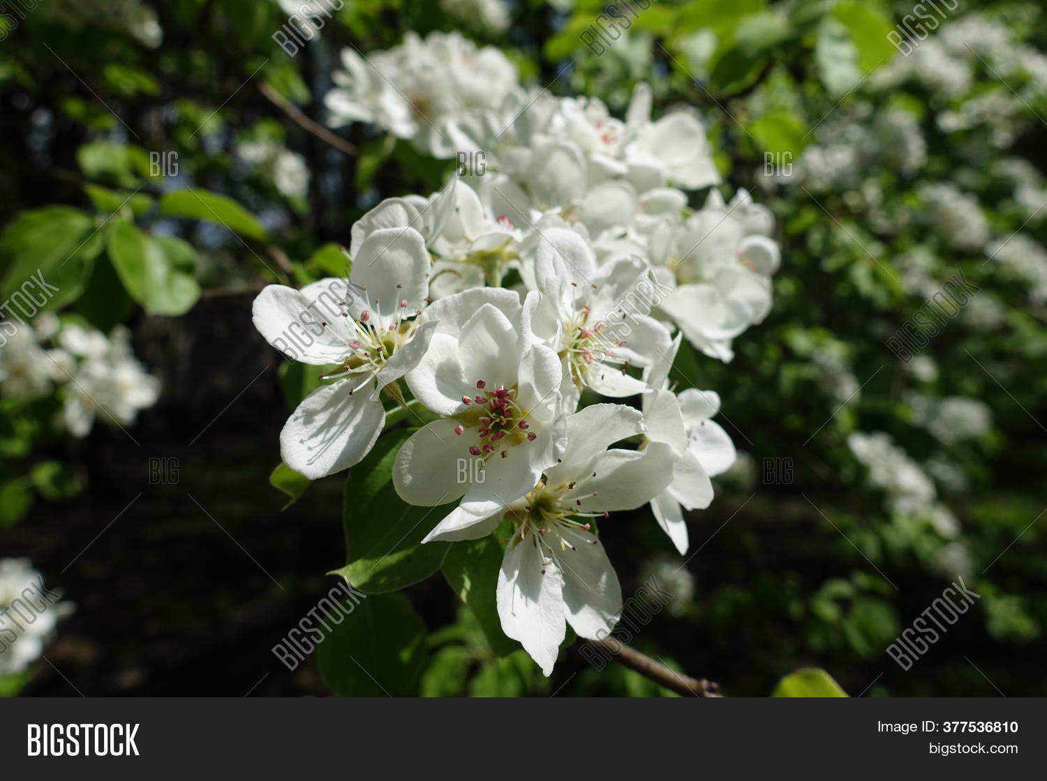 Unpollinated White Image & Photo (Free Trial) Bigstock