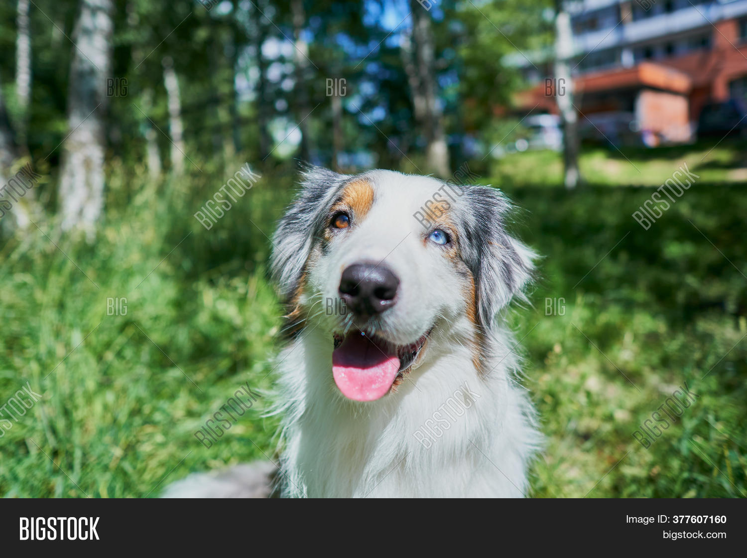 Australian Shepherd Image Photo Free Trial Bigstock