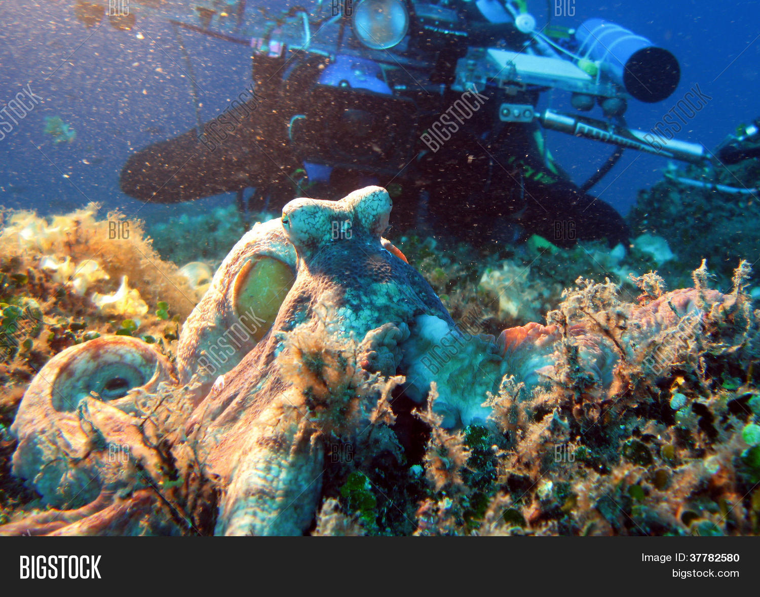 Image Preview