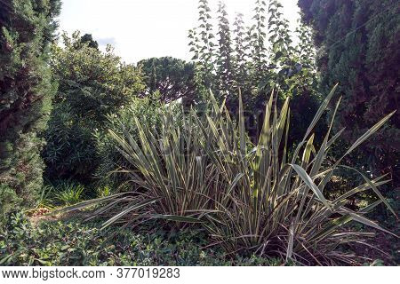 Decorative Grass Calamus In Lloret De Mar, Costa Brava, Catalonia, Spain