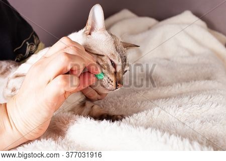 An Elderly Woman Gives A Pill A White Tiger Bengal Cat