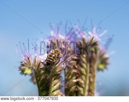 Honey Bee Collecting Pollen And Honey From Lacy Phacelia (phacelia Tanacetifolia) Blue Flowers