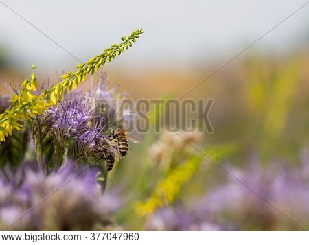 Honey Bee Collecting Pollen And Honey From Lacy Phacelia (phacelia Tanacetifolia) Blue Flowers