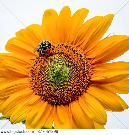 Bumblebee On Sunflower With White Background. One Bumble Bee. Bumble-bee. Humble-bee On Helianthus I