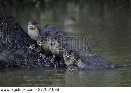 Facinated Family Of Smooth-coated Otter (lutrogale Perspicillata) Living Together In Stream With Lov