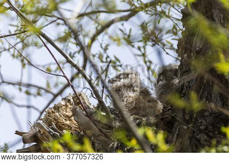Two Unfledged Baby Great Horned Owlets In A Large Nest In A Tall Tree