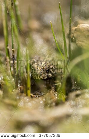 Small Warty Green Toad Hiding In A Grassy Wetland Area