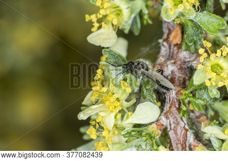 Large Black Fly Hiding In A Flowering Sagebrush Bush
