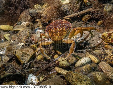 A Closeup Picture Of A Crab Underwater. Picture From Oresund, Malmo In Southern Sweden.