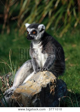 Lémur catta (Lemur Catta) assis sur un rocher