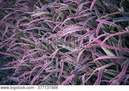 Natural Background Of Beautiful Purple And Dark Green Cryptanthus Or Earth Star, Outdoors Plants Wit