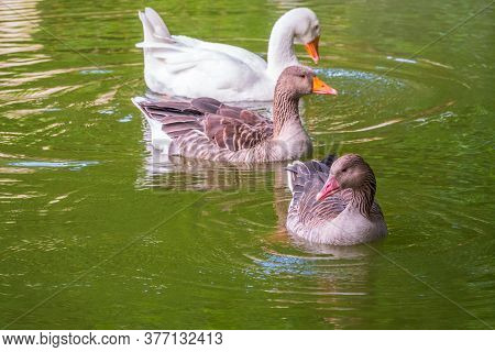 Three Geese - Two Gray And One White - Swim In The Lake With Green Water. The Greylag Goose Anser An