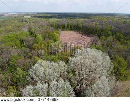 A Place Of Felling, Aerial View. Devastated Land, Clearing.