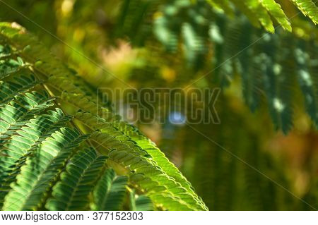 Green Summer Background Of Acacia Leaves. Leaves Of Lenkoran Acacia Or Albizia Downy. Beautiful Summ