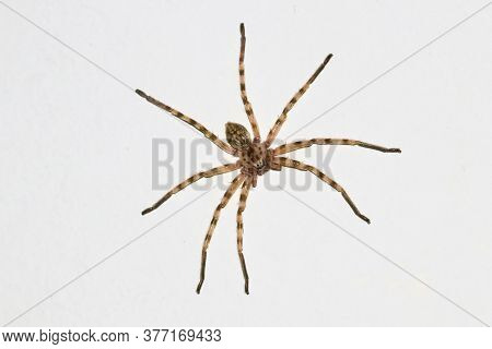 Top View Of  Creeapy Huntsman Spider Eusparassus Walckenaeri On White