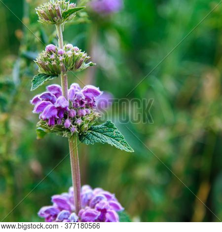Blue Wild Flowers. Field With Wild Flowers. Natural Background