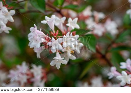 Beautiful White Tubular Flowers Of Abelia Grandiflora Flowering In Summer