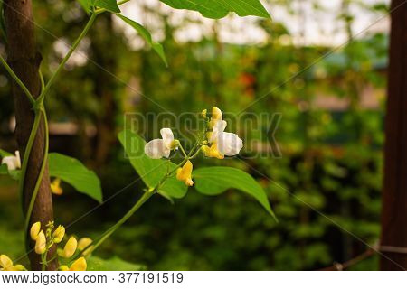White Curly Bean Flowers On A Backyard