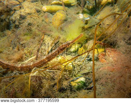 A Closeup Picture Of An Entelurus Aequoreus Or Snake Pipefish. Picture From A Seascape In Oresund, M