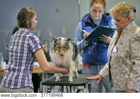 Russia, Saint-petersburg, 15,05,2014, International Dog Show Of All Breeds (cacib-fci, Chemp.rkf) Wh
