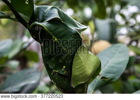 Weaver ant or Red ants built their nest on the tree leave.