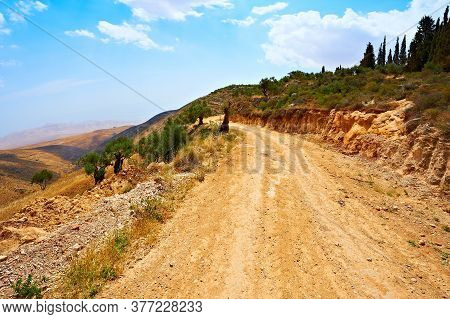 Dirt Road Over A Cliff Through A Stunted Olive Grove In Israel. Retro Style