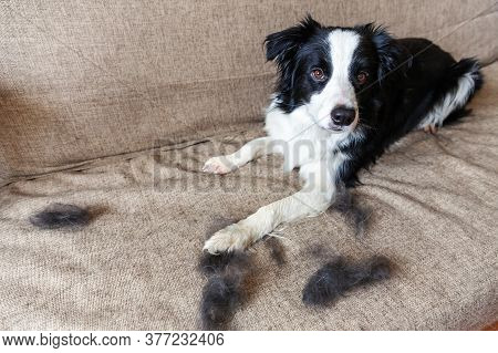 Funny Portrait Of Cute Puppy Dog Border Collie With Fur In Moulting Lying Down On Couch. Furry Littl