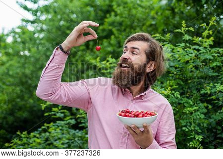 Raw Food Diet. Eating Ripe Berries In Early Summer. Fresh Red Sour Cherries Harvest In Plate. Season