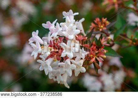 Beautiful White Tubular Flowers Of Abelia Grandiflora Flowering In Summer