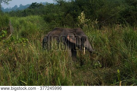 Large Male Indian Elephant And Wild Water Buffalo At Kaziranga National Park, Asam, India