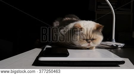 Home Office. Adorable Beige Domestic Cat Lit By The Sunlight Is Sleeping Cozily On A Laptop. The Bre