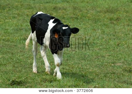 Vaca leiteira