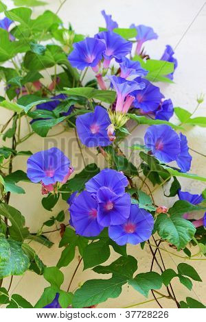 Morning Glory