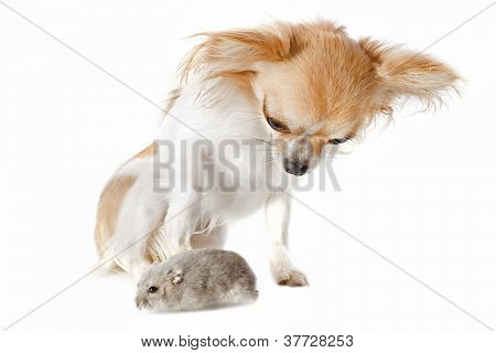 Chihuahua e Phodopus criceto