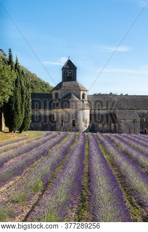 Senanque, France - July 5, 2020: Blooming Purple Lavender Field Next To The Famous Medieval Abbey Of