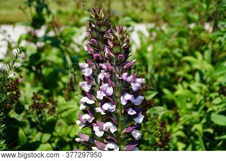 The Upright White And Purple Flowers Of Bear's Breeches 'morning's Candle'