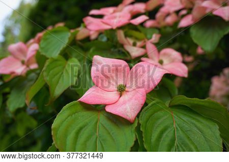 Showy And Bright Pink Dogwood Tree Biscuit-shaped Flowers Close Up.